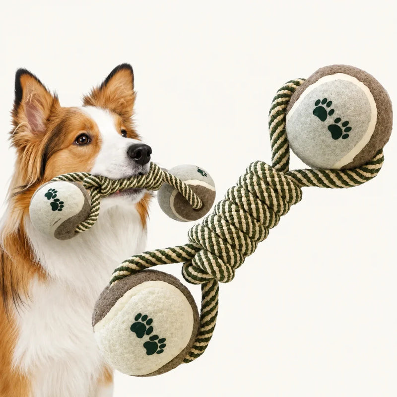 Border collie playing with a tennis ball and cotton rope chew toy