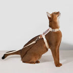 HiDream Stripe Series cat harness - Petifo