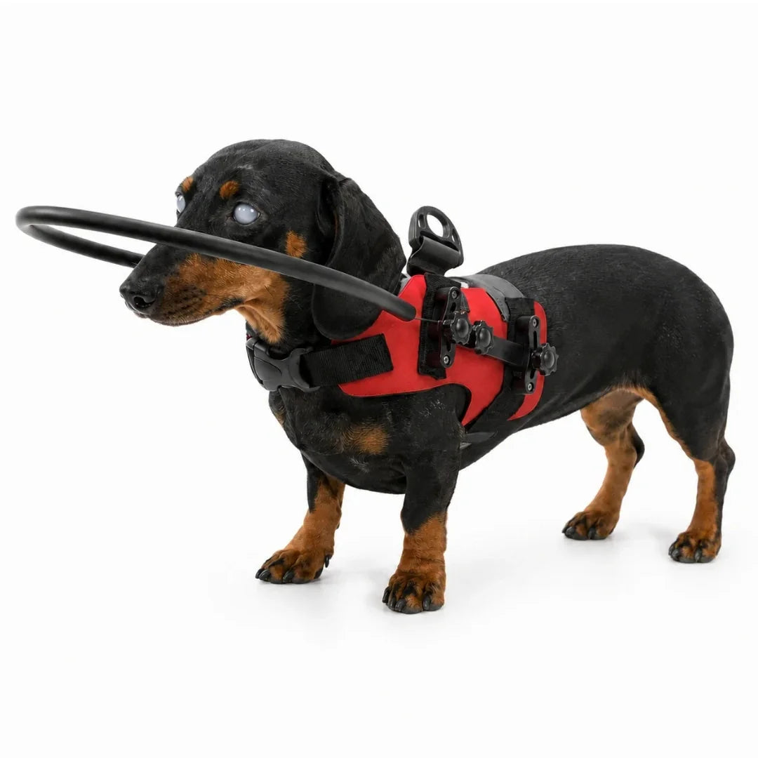Dachshund wearing a red blind dog harness equipped with a protective halo ring for obstacle navigation.