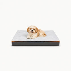 A small, cute puppy sitting comfortably on a modern, high-quality plush pet bed against a clean white background.