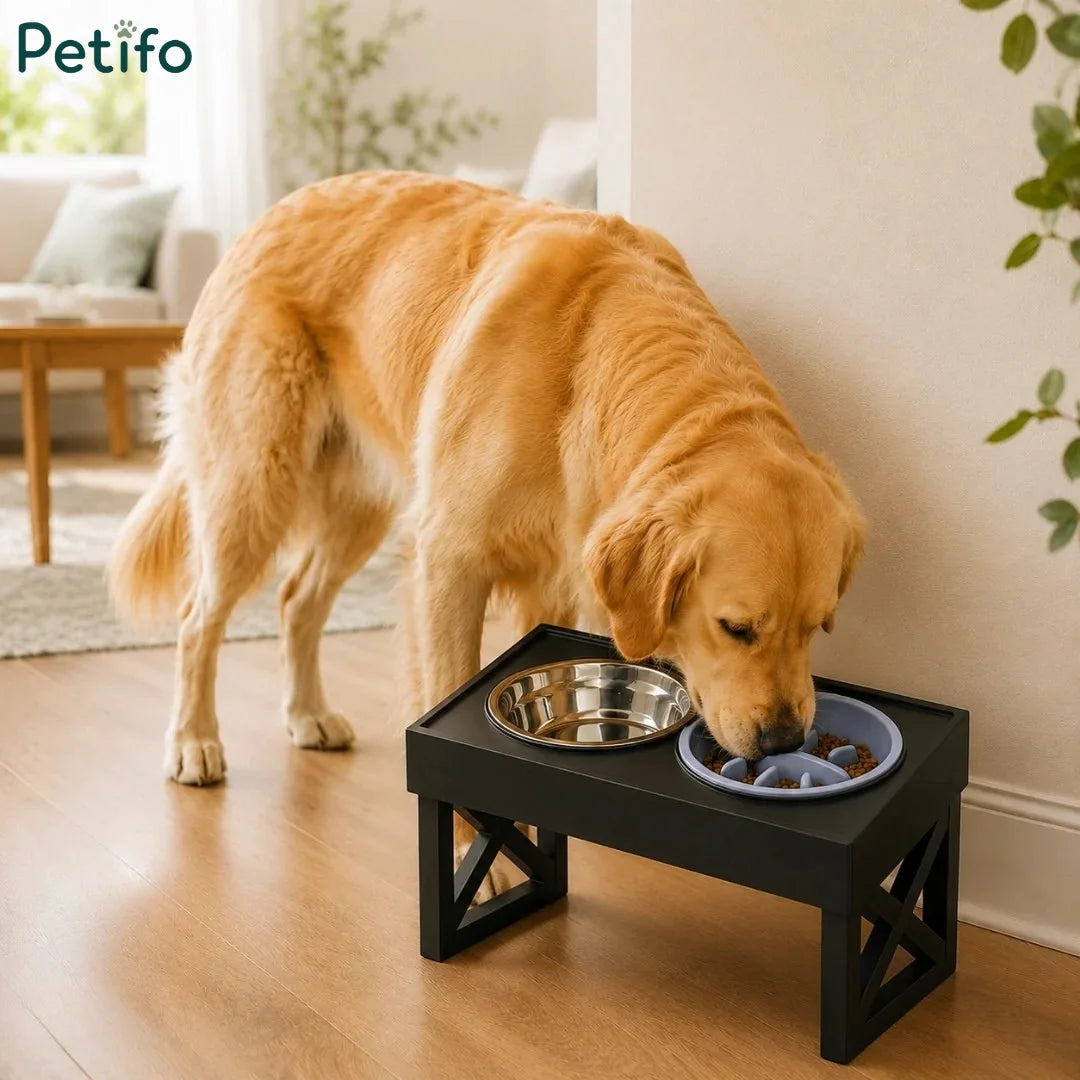 Golden Retriever eating from Petifo elevated black dog feeder stand with slow feeder bowl