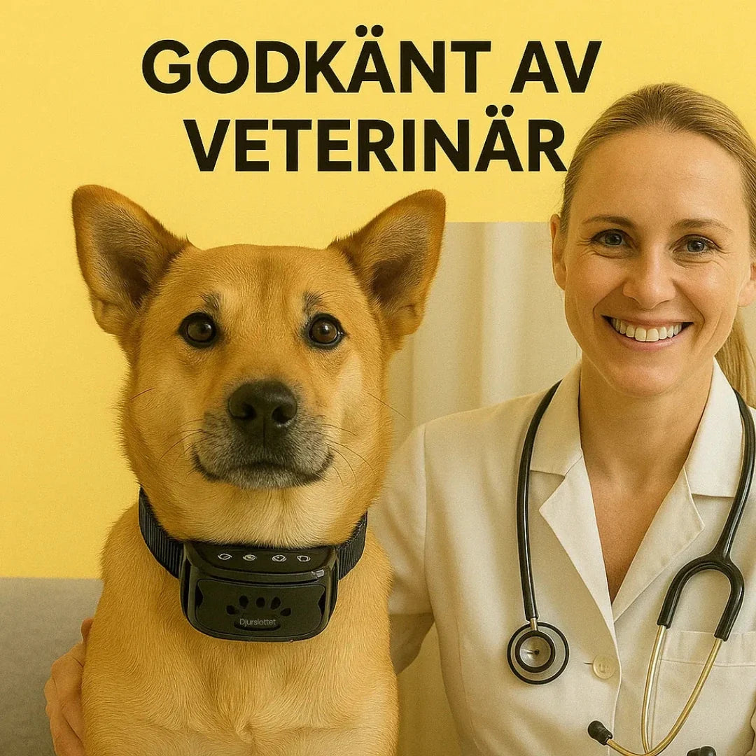 Vet approves black anti-bark collar on a dog – effective solution against barking