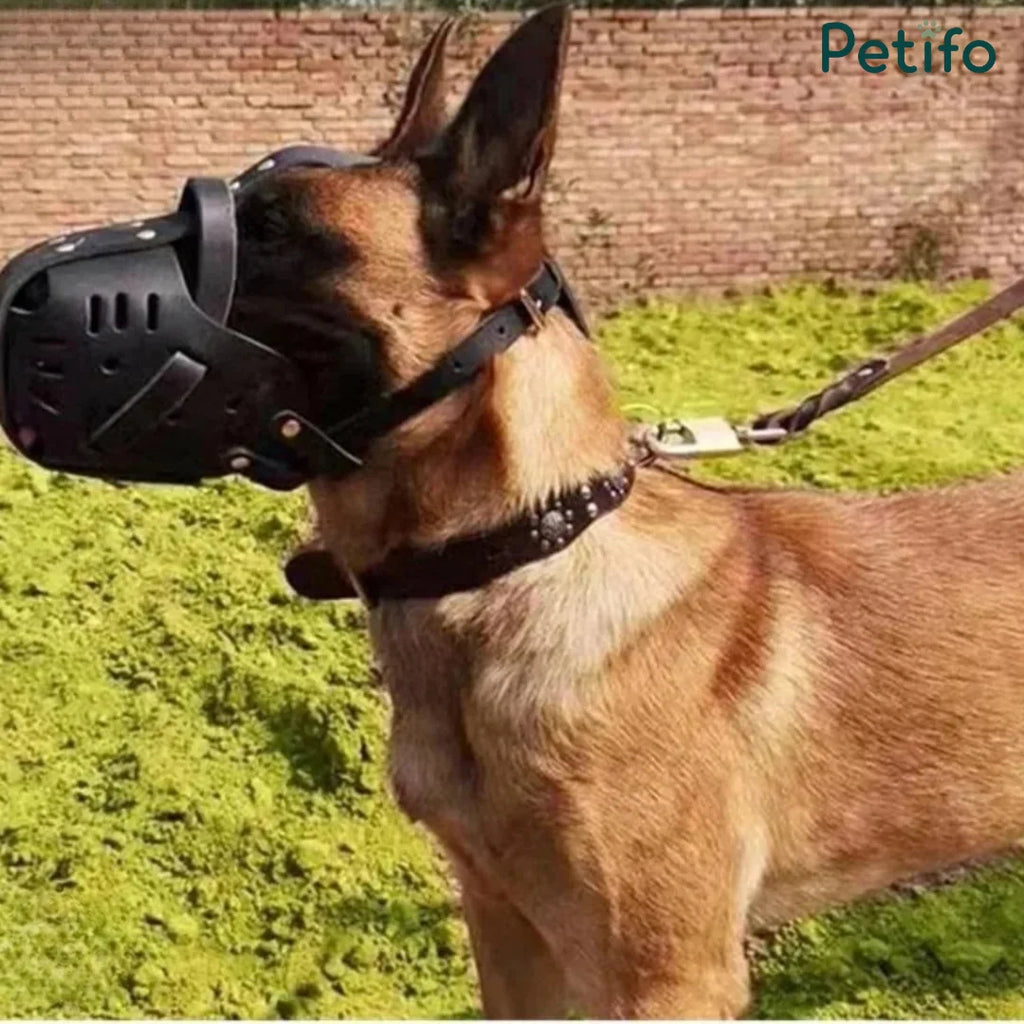 German Shepherd wearing a black leather dog muzzle outdoors on grass.