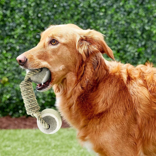 Chewup Chew Toy for Dogs Easy grip - Petifo