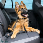 Cute German Shepherd puppy relaxing comfortably on a car back seat attached to a safety seat belt leash.