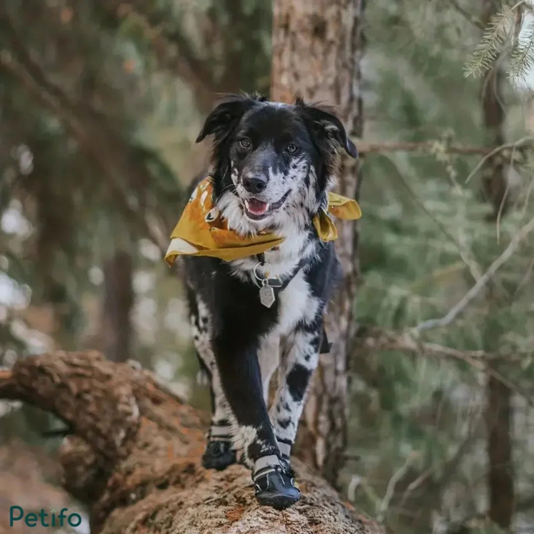 A happy dog wearing protective black dog boots and a yellow bandana while walking outdoors on a fallen log in the woods.
