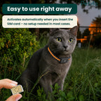 Hand holding a SIM card outdoors with a grey cat wearing a GPS collar sitting in the grass.