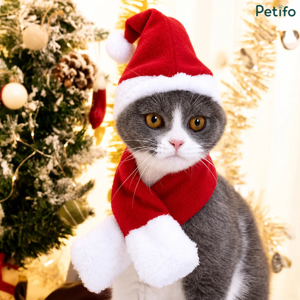 Grey and white cat wearing a festive Santa hat and a red winter scarf.