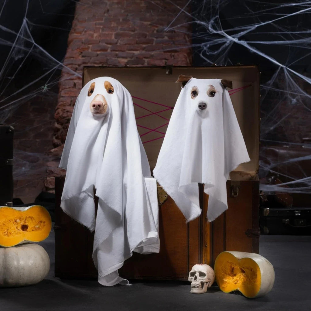 Halloween costume with pumpkin basket for dogs Perfect for parties and photos - Petifo