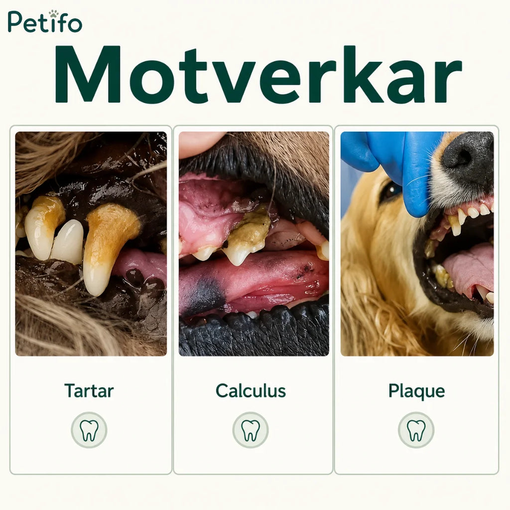 Infographic showing dog dental conditions prevented including tartar, calculus, and plaque