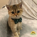 Christmas Bow Tie for Dogs and Cats Get your pet ready for the magic of Christmas! -Petifo