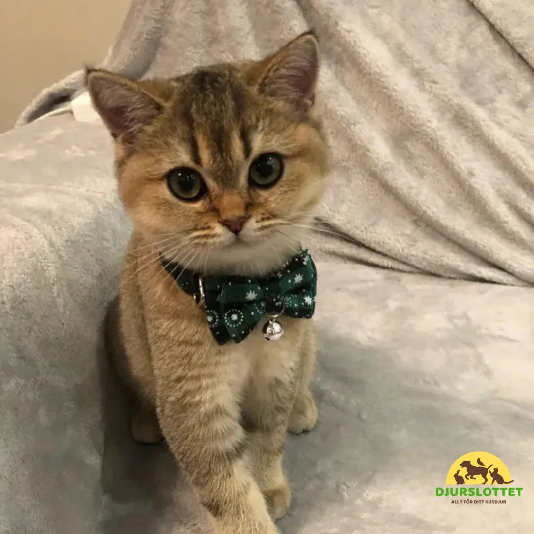 Christmas Bow Tie for Dogs and Cats Get your pet ready for the magic of Christmas! -Petifo