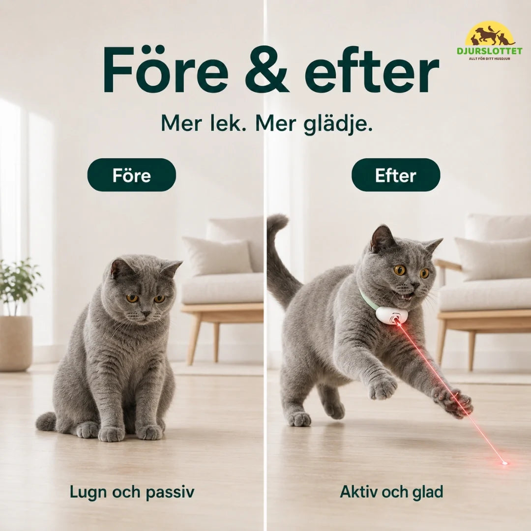 Laser Collar vs after - Petifo