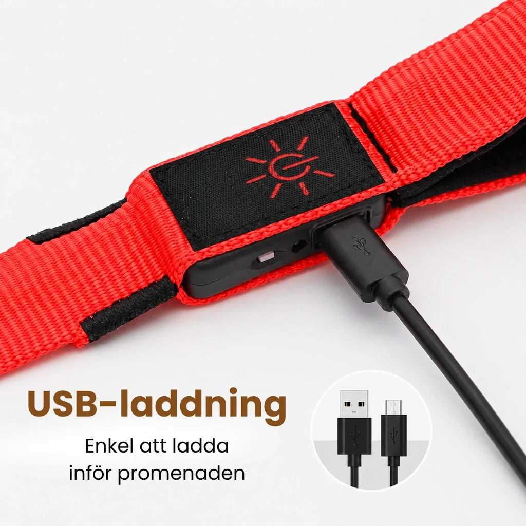 LED Light-Up Lead USB charging - Petifo