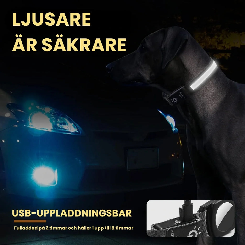 Glowing AirTag collar For dogs Brighter is safer - Petifo