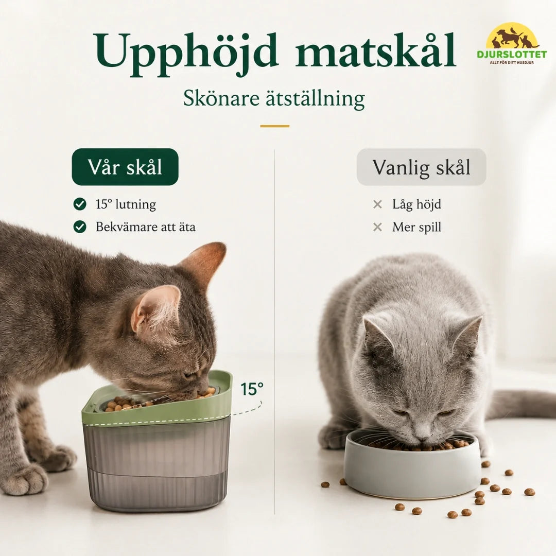MealStream Water Fountain with Food Bowl food bowl - Petifo