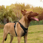 A medium-sized dog standing in a park wearing a secure, black, reflective chest harness.