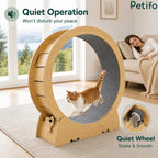 Ginger cat running inside a quiet Petifo cat exercise wheel while a woman rests peacefully on a couch nearby