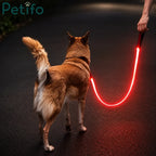Brown dog on night walk with glowing red light-up leash