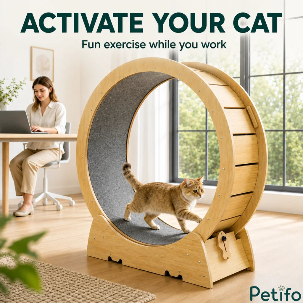Ginger cat running inside a wooden cat exercise wheel in a home office with a woman working on a laptop.