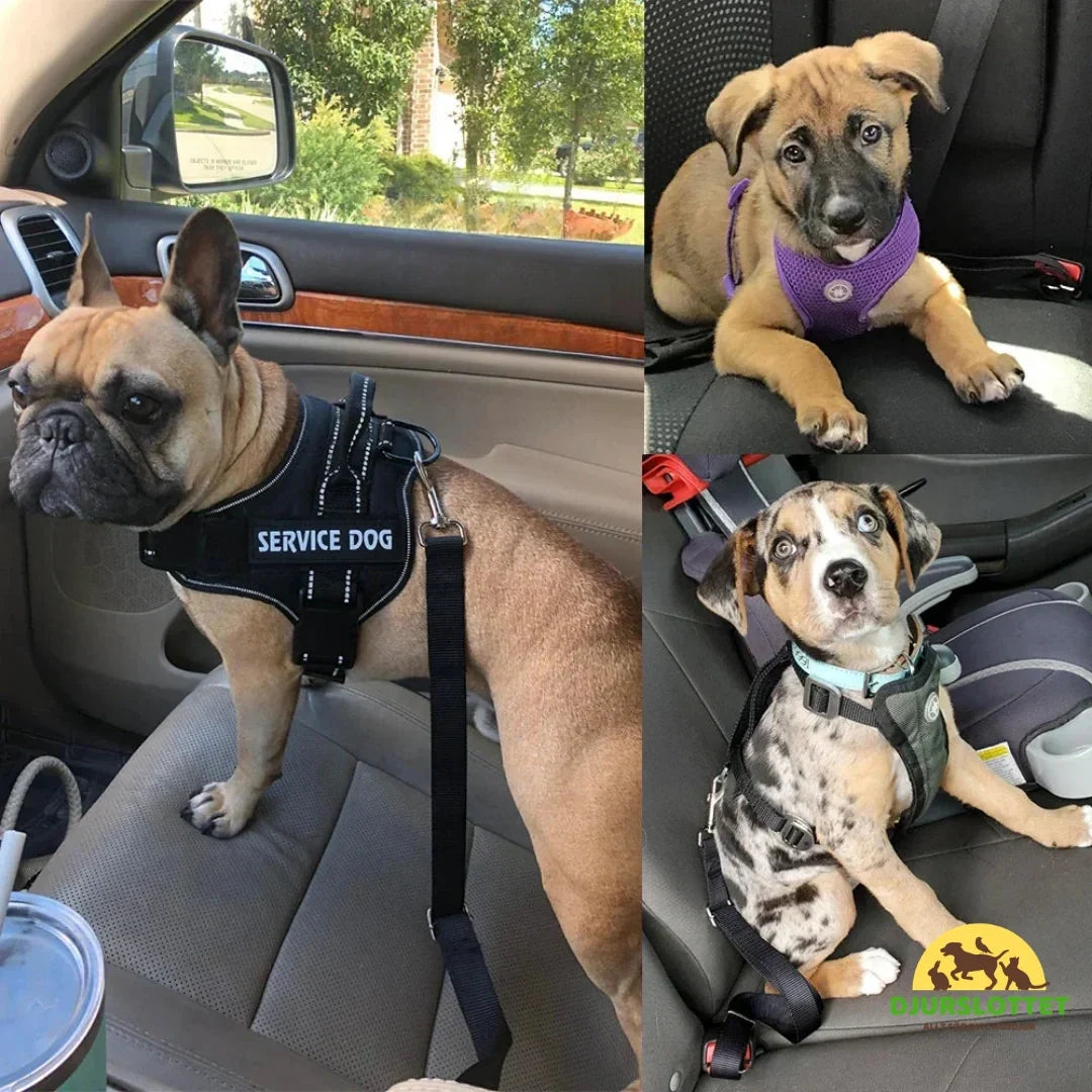 Safety Belt for Pets Pro Adapted for Dogs and Cats- Petifo