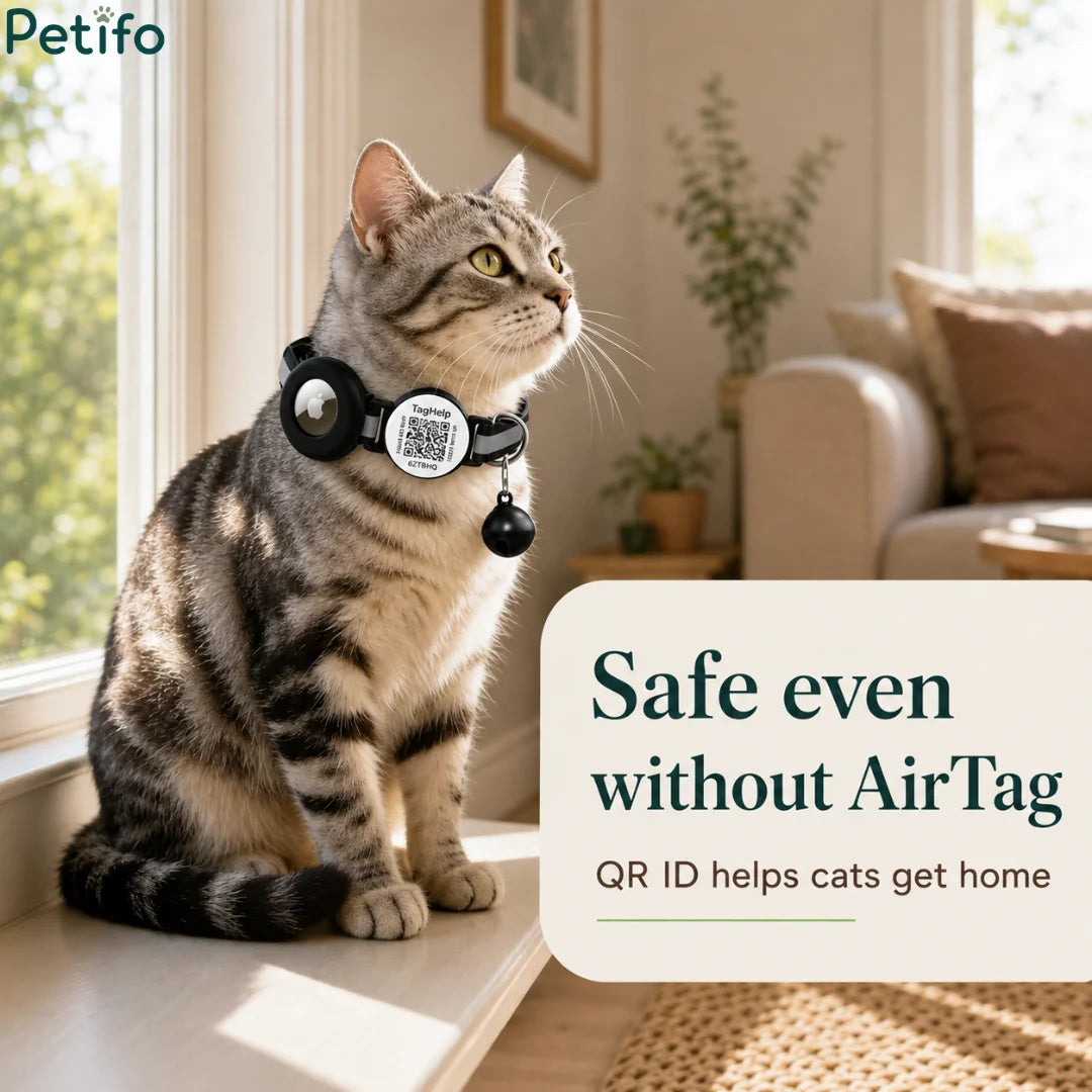 Indoor lifestyle portrait of a tabby cat sitting on a windowsill wearing a safety collar with a QR ID tag.