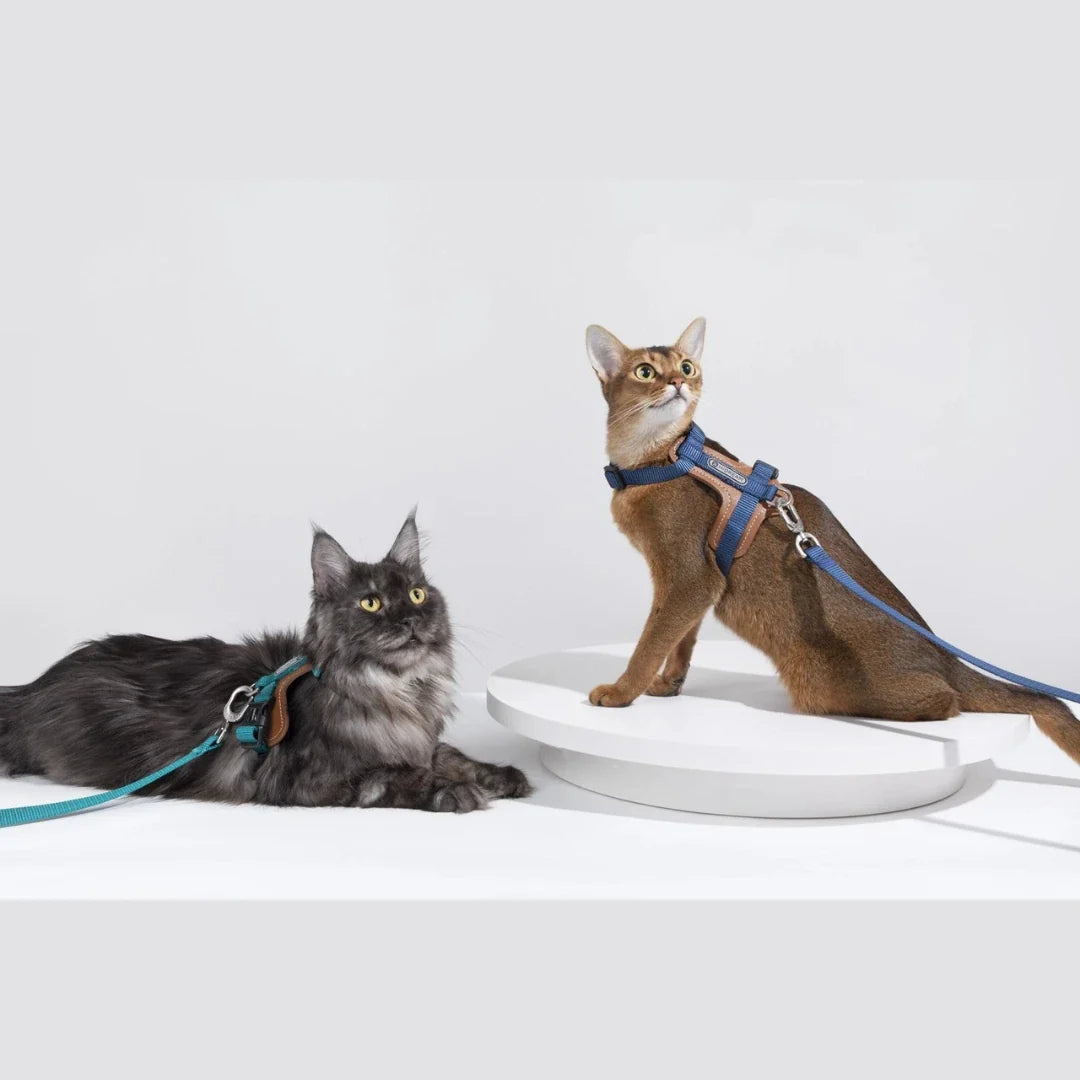 HiDream Leather Series cat harness - Petifo