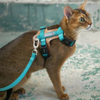 HiDream Leather Series cat harness - Petifo