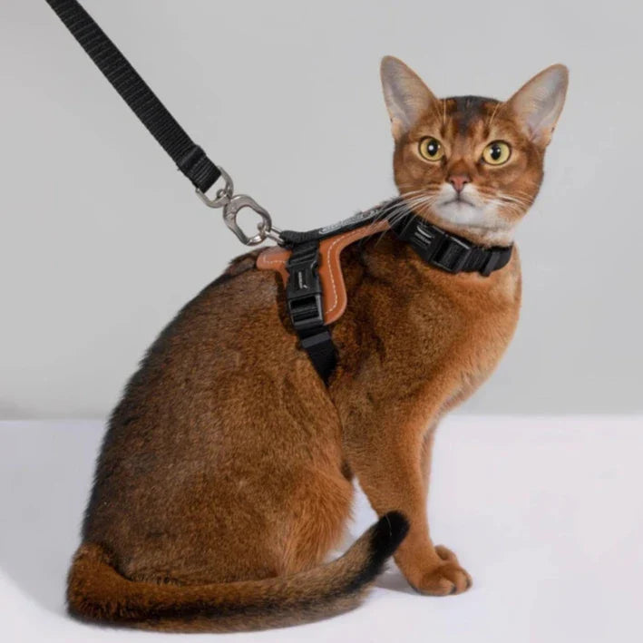 HiDream Leather Series cat harness - Petifo