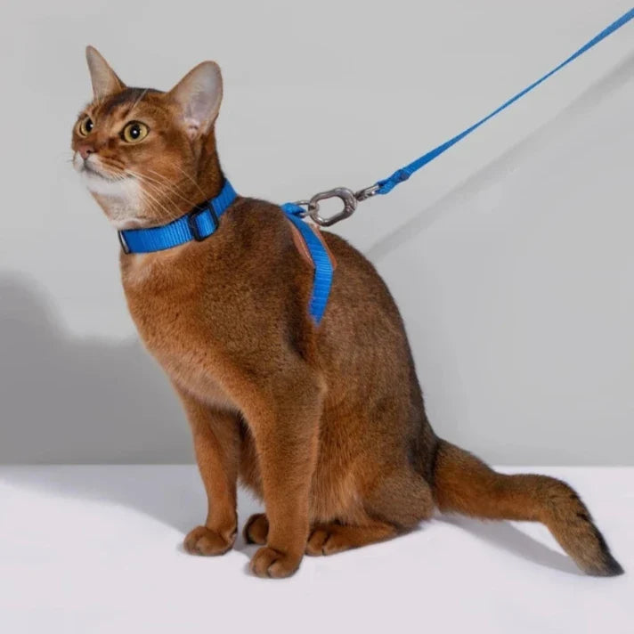 HiDream Leather Series cat harness - Petifo