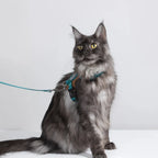 HiDream Leather Series cat harness - Petifo