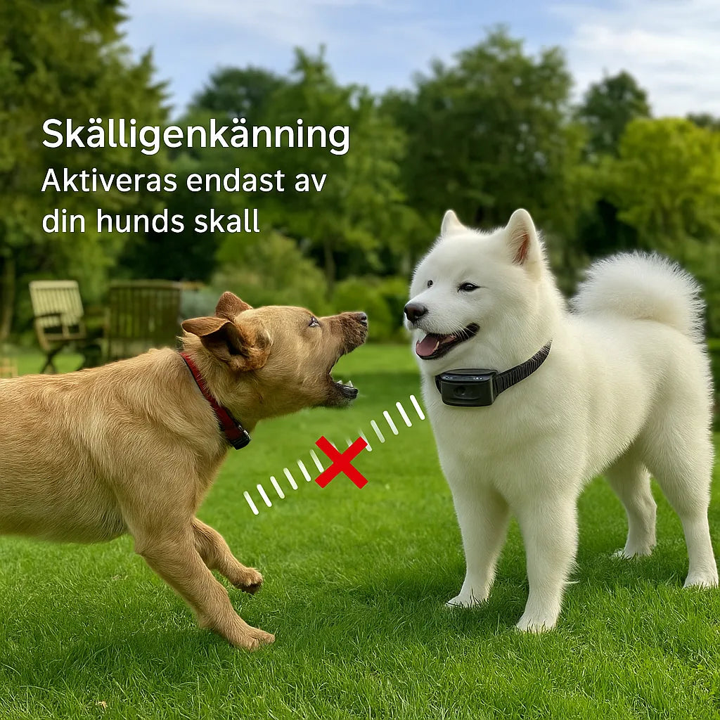 Anti-bark collar with intelligent bark detection – reacts only to your dog's bark, realistic image in a garden setting