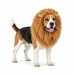 Small lion mane dog costume worn by a Beagle on white - Petifo