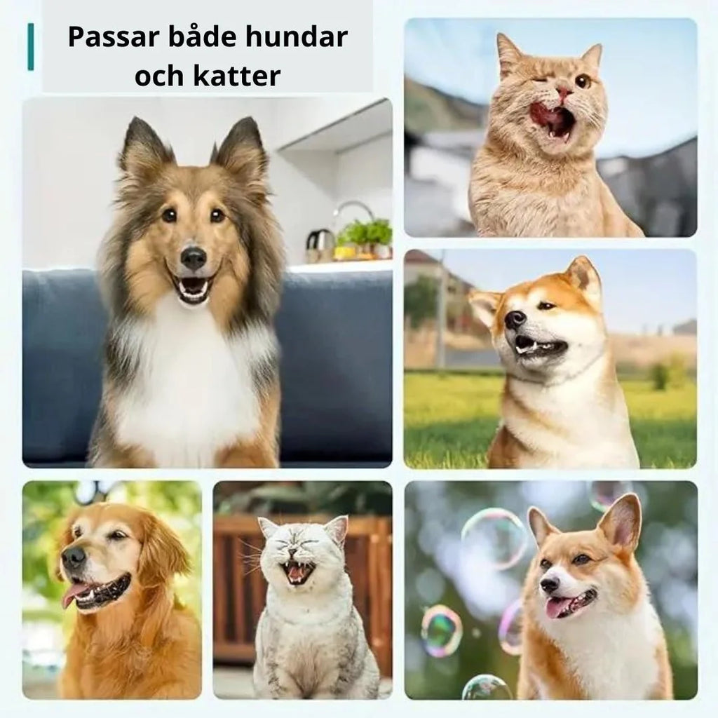 Tartar Scraper For Dogs,
Remove Tartar, Tartar Scraper 3 sets for dogs and cats - Petifo